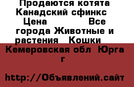 Продаются котята Канадский сфинкс › Цена ­ 15 000 - Все города Животные и растения » Кошки   . Кемеровская обл.,Юрга г.